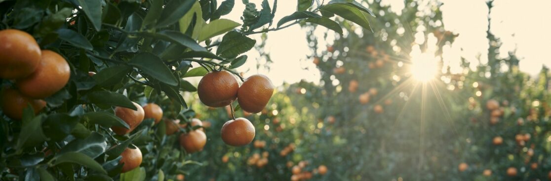 Boschendal_FEM2580 (2)