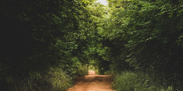 A dense forest in Brazil. Photo by Leonardo Martins on Unsplash