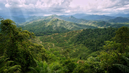 Forested conservation set-aside within a Roundtable on Sustainable Palm Oil (RSPO) certified oil palm plantation in Borneo. Photo credit: Robin Hayward