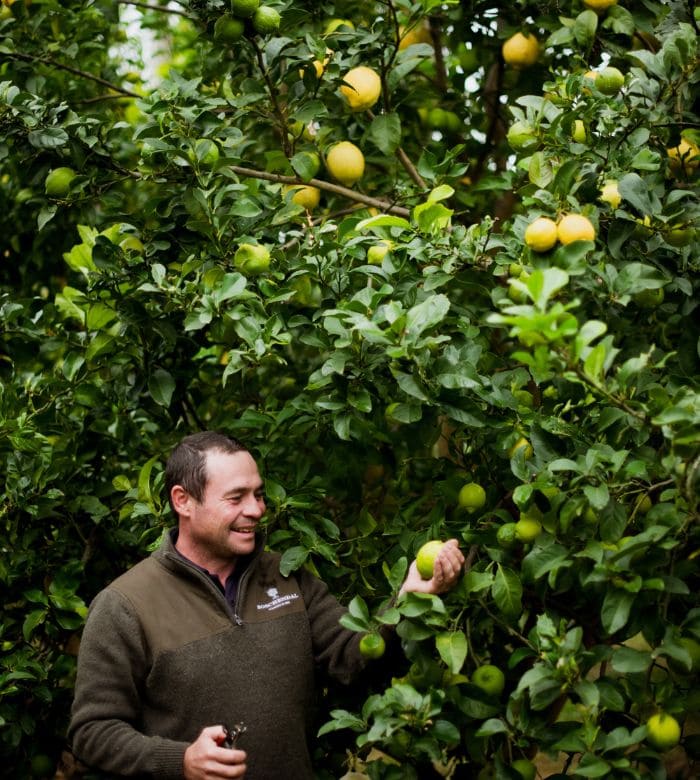 man at a lemon tree