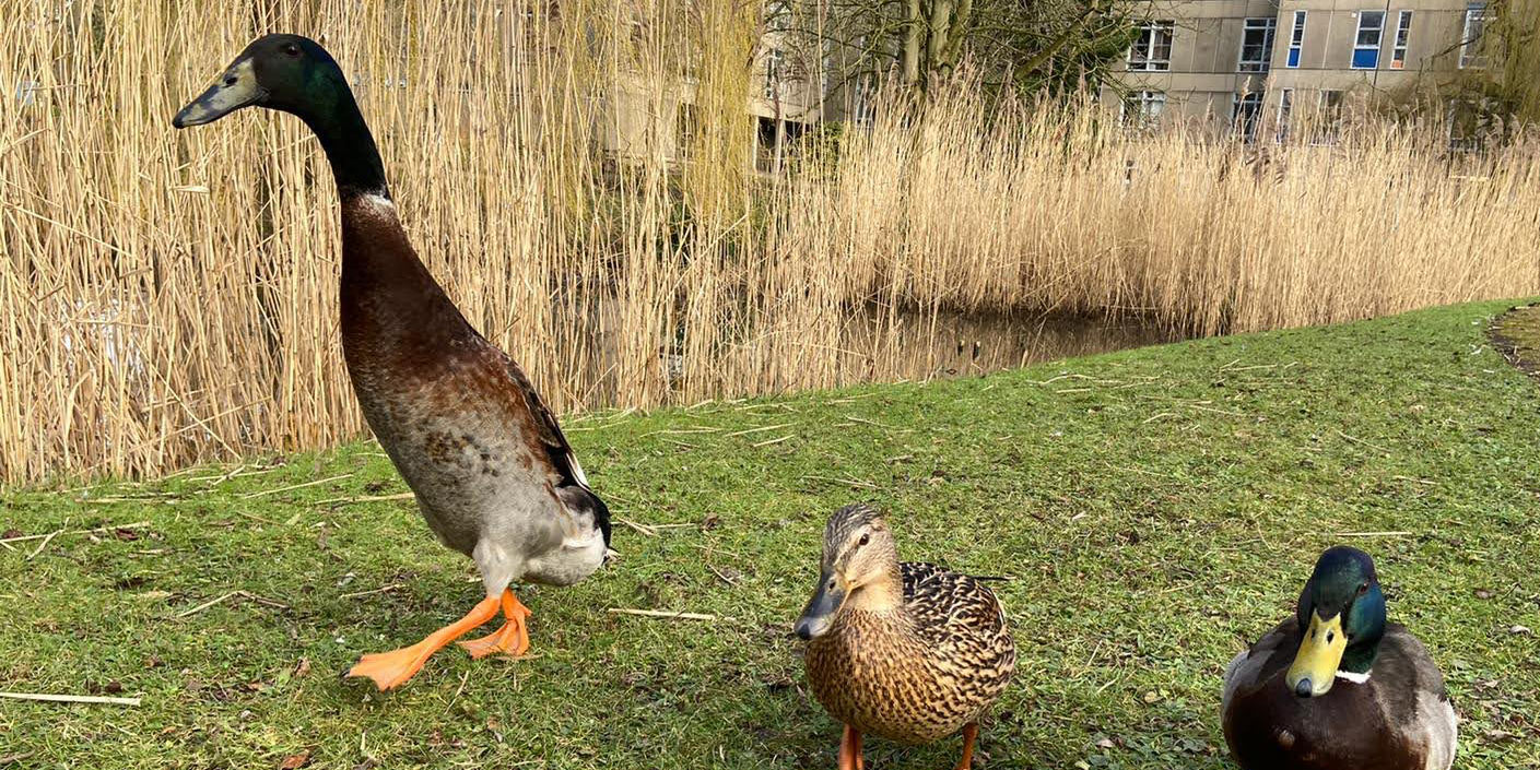 Long Boi walks beside the lake near Derwent with a pair of mallards. Photo by Sue Bennett.