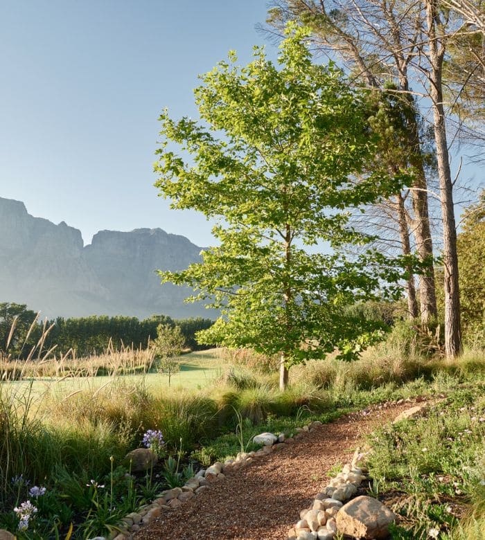 trail with trees and mountains